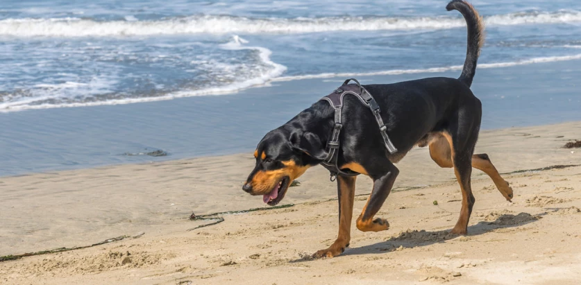 Black and Tan Coonhound walking by the beach