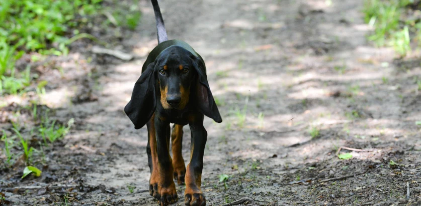 Black and Tan Coonhound pup walking in a pathway