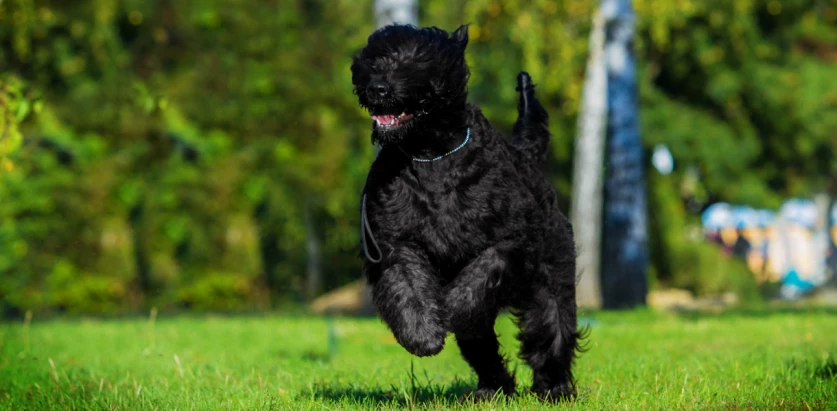 Black Russian Terrier running facing front