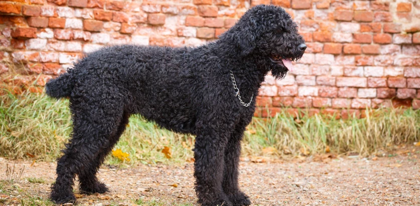 Black Russian Terrier side view