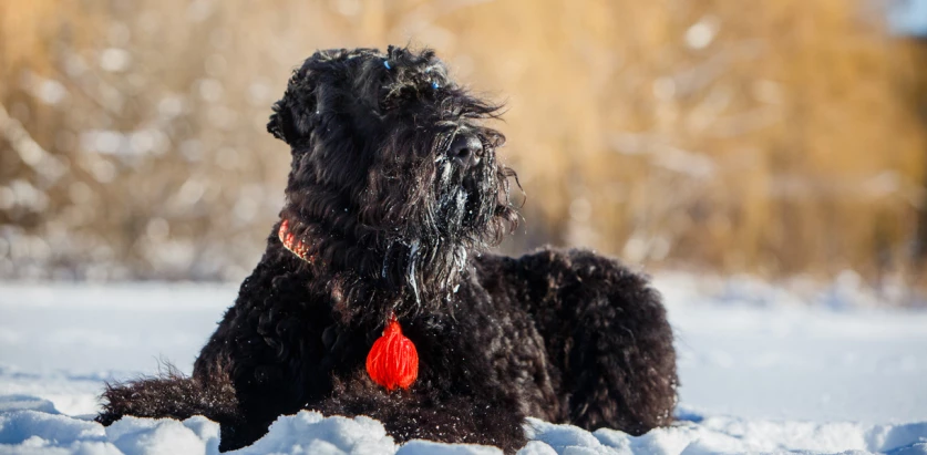 Black Russian Terrier laying down in snow