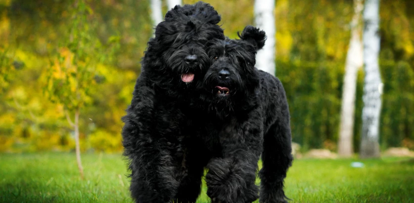 Black Russian Terrier dogs walking together