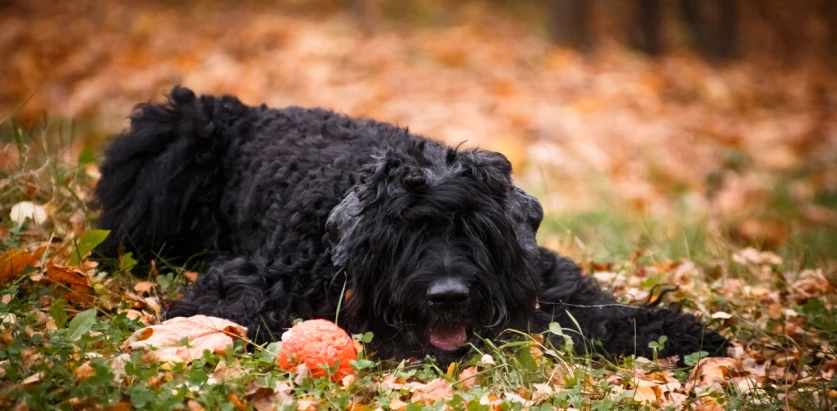 Black Russian Terrier laying down on leaves
