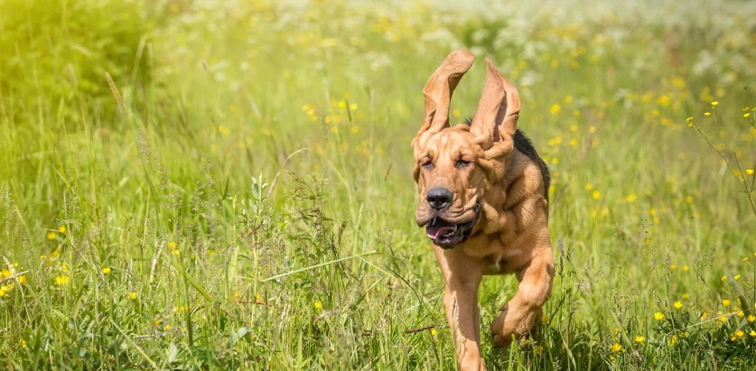 Bloodhound running in the grass