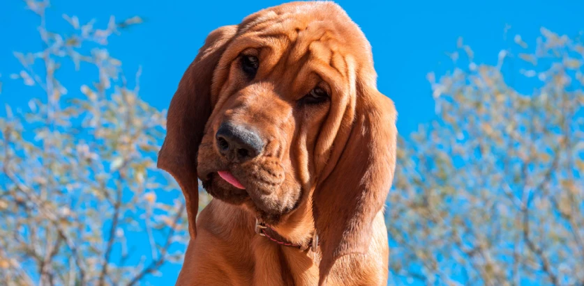 Bloodhound close up tilt head