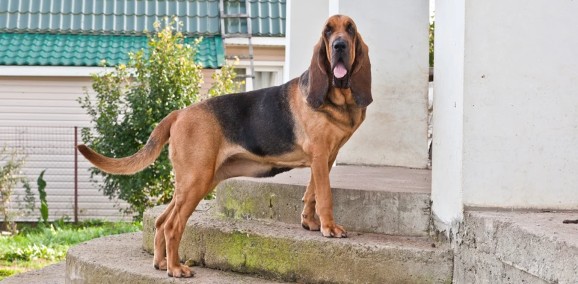 Bloodhound standing on the stairs