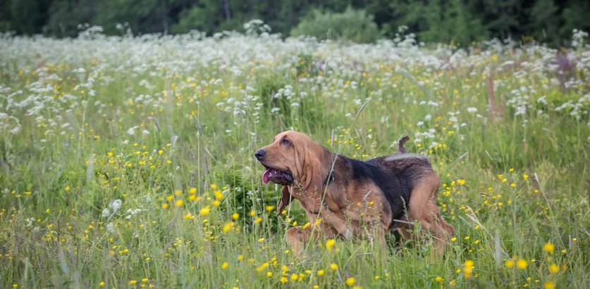 Bloodhound walking in a flower field