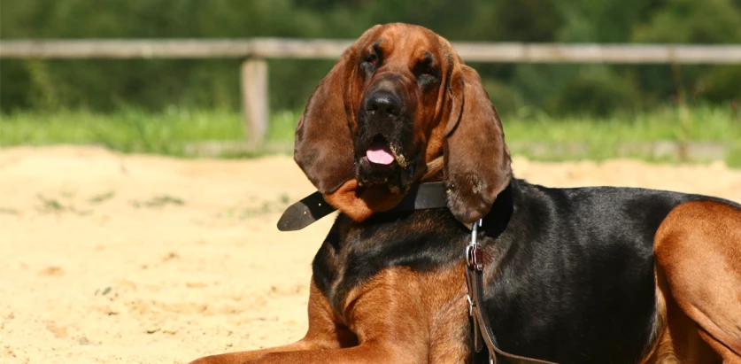 Bloodhound laying down