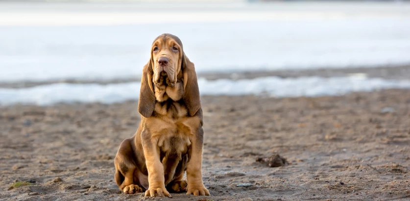 Bloodhound sitting by the sea