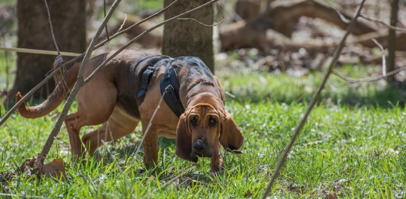 Bloodhound sniffing in the woods