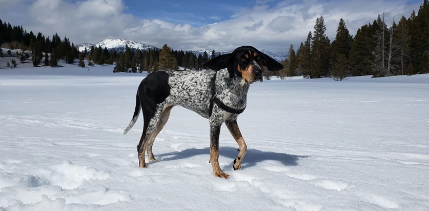 Bluetick Coonhound standing on snow side profile