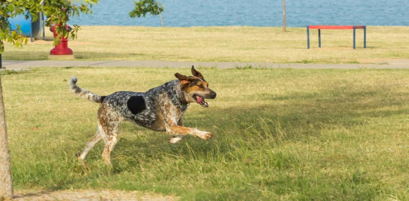 Bluetick Coonhound running