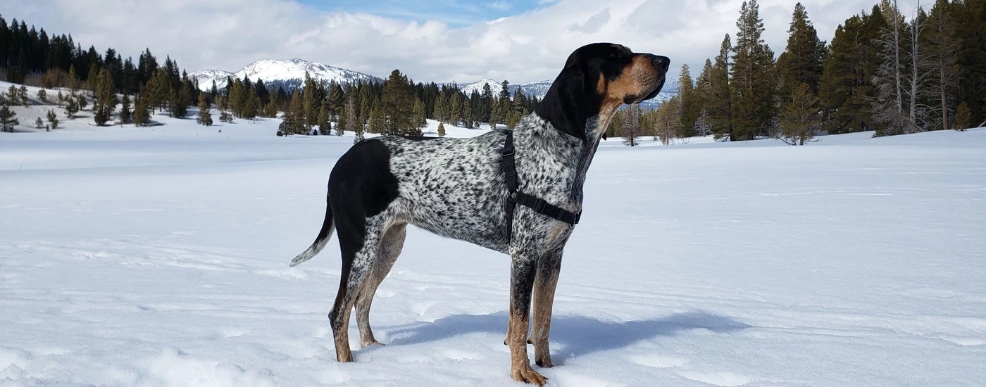 Bluetick Coonhound standing side view in snow