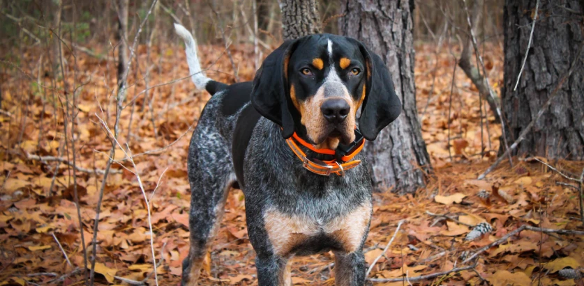 Bluetick Coonhound standing on leaves