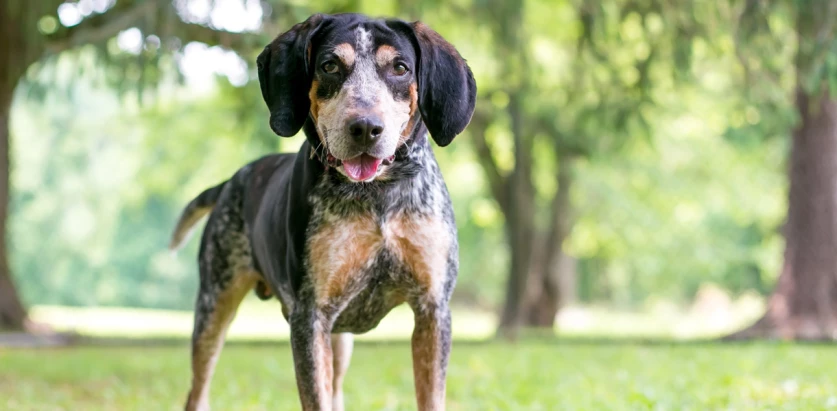 Bluetick Coonhound facing front