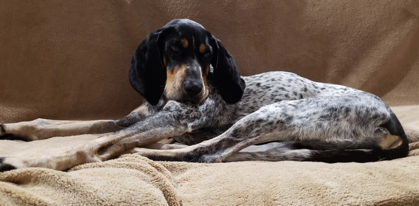 Bluetick Coonhound laying down
