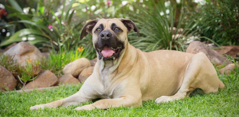 Boerboel laying down light brown colored
