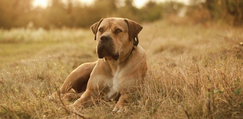 Boerboel laying down on grass