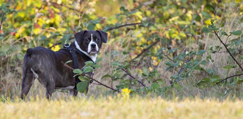 Boglen Terrier in an open field