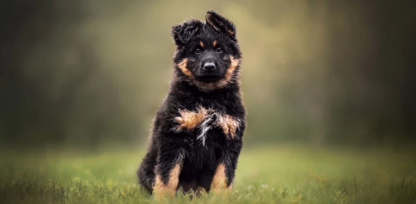 Bohemian Shepherd pup sitting facing front
