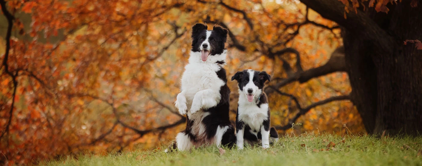 Border Collie dogs in autumn