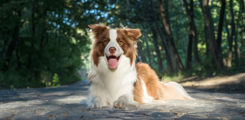 Border Collie laying down on the road
