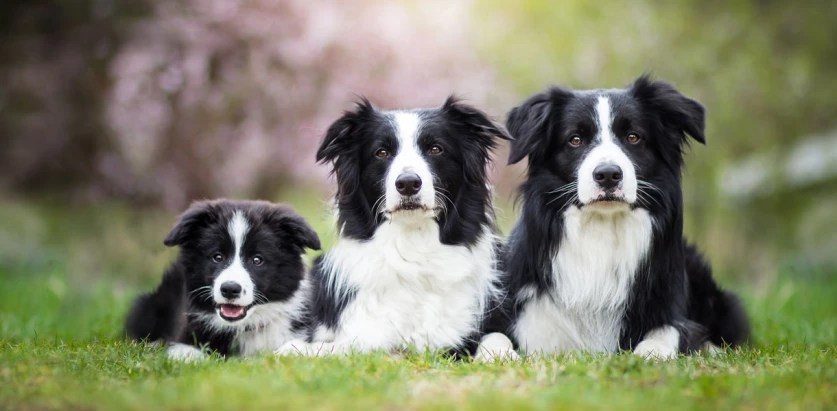 Border Collie dogs sitting together