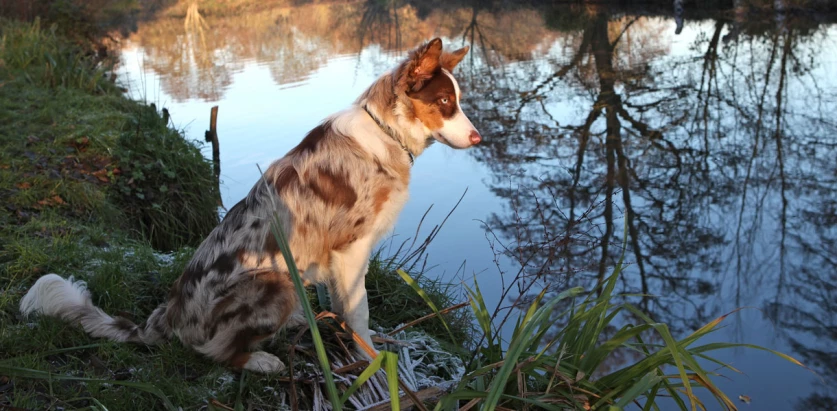 Border Collie by the river