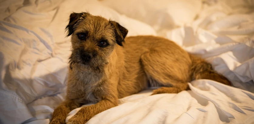 Border Terrier laying in bed