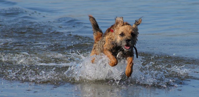 Border Terrier running in water