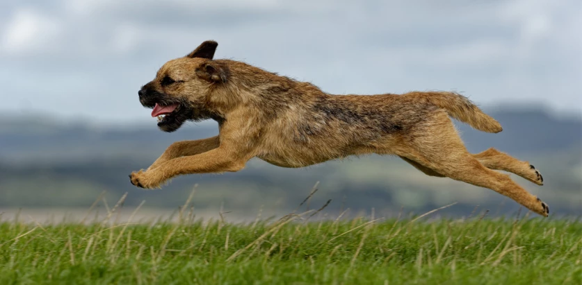 Border Terrier leap