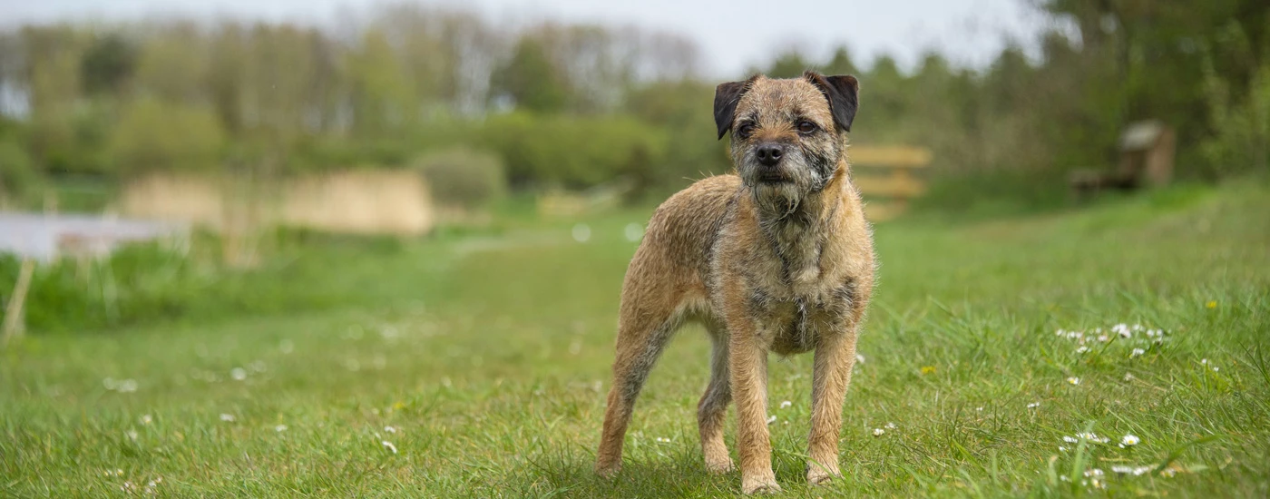 Border Terrier standing on a meadow