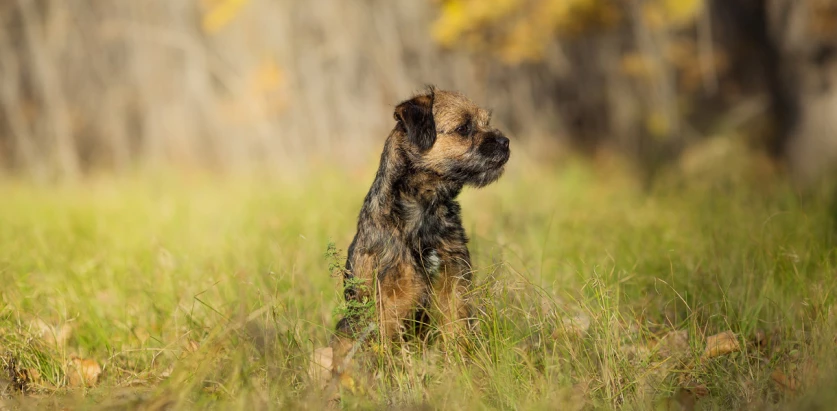 Border Terrier sitting looking at the side