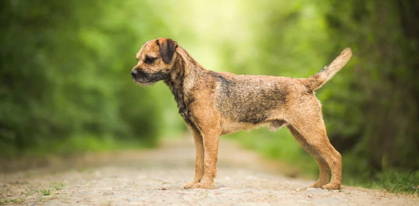 Border Terrier side profile
