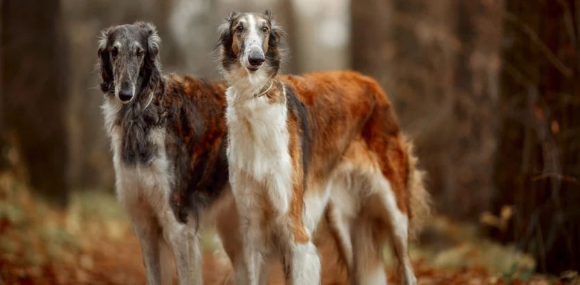 Borzoi dogs standing in the woods