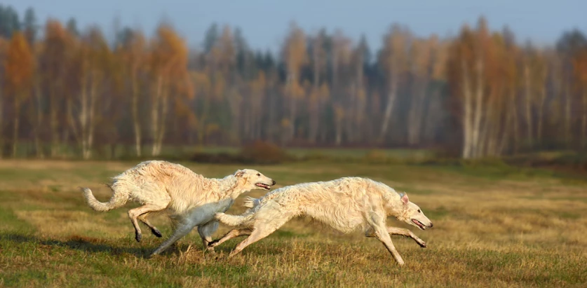 Borzoi dogs running together