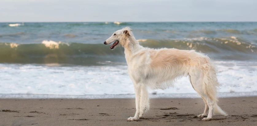 Borzoi standing by the beach