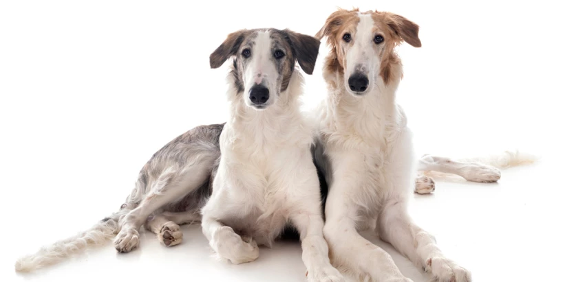 Borzoi dogs sitting together