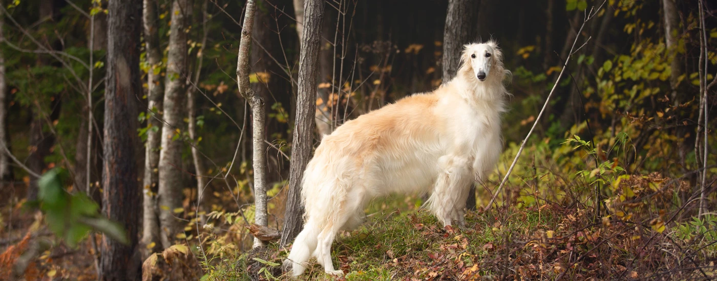 Borzoi standing in the woods