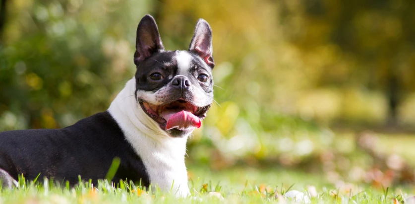Boston Terrier laying in grass side view