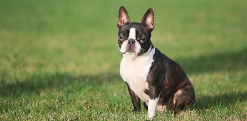 Boston Terrier sitting on the grass front view