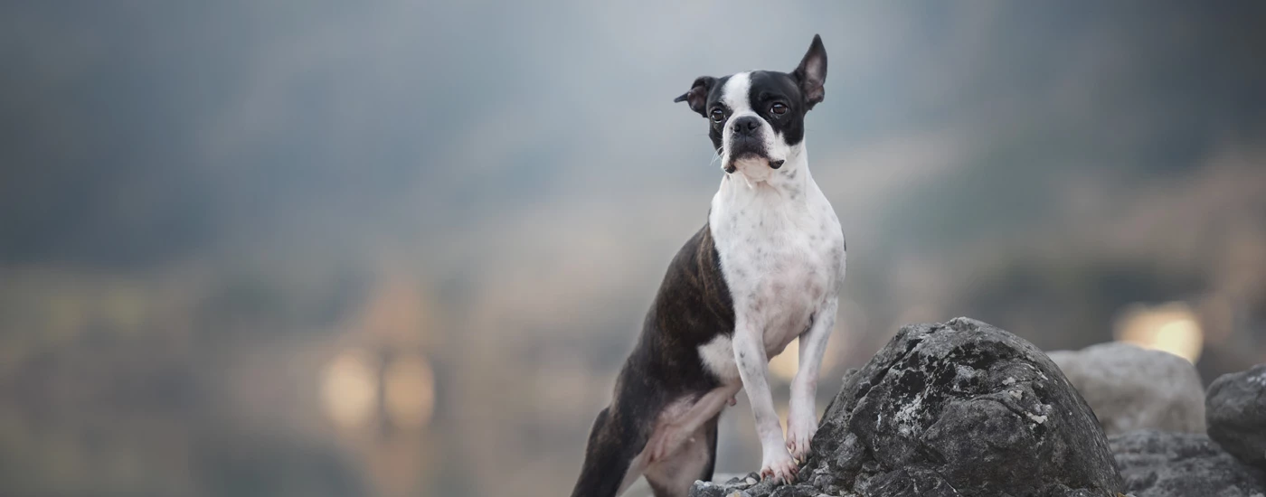 Boston Terrier standing on rock