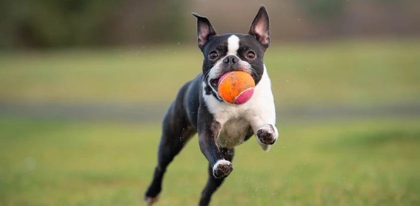 Boston Terrier playing with a ball
