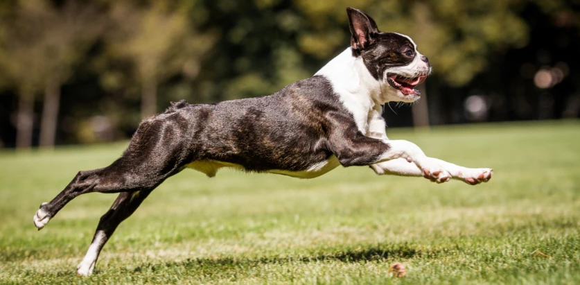 Boston Terrier running