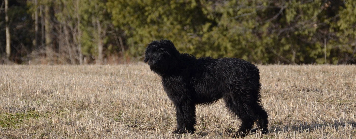 Bouvier Des Flandres standing on a field