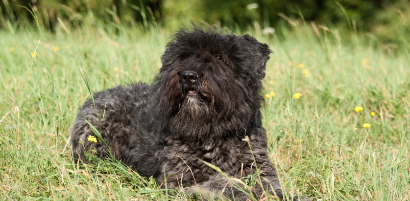 Bouvier Des Flandres laying down on grass