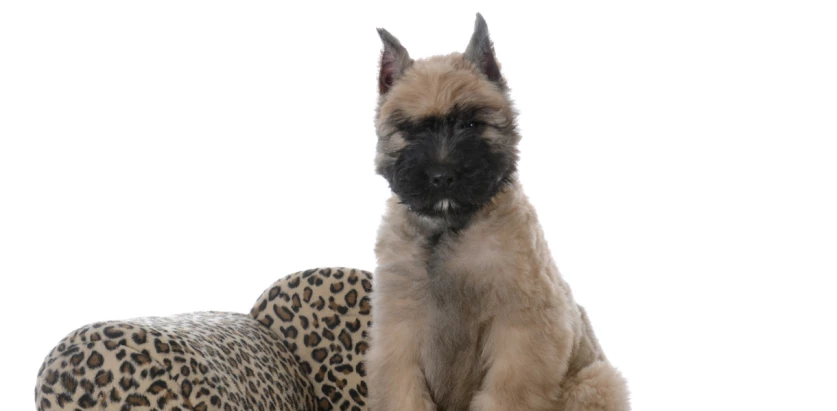 Bouvier Des Flandres pup sitting on a small chair