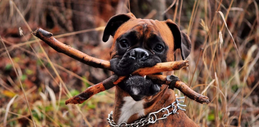 Boxer holding two sticks