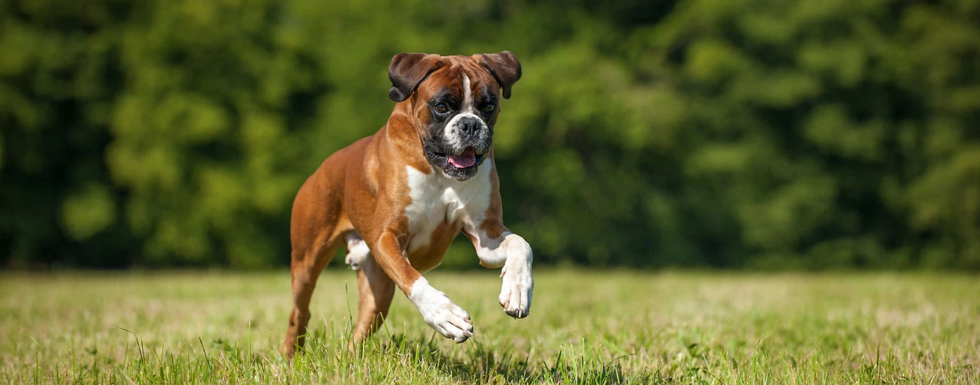 Boxer running in a field