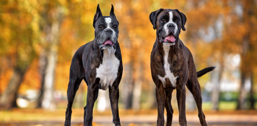 Boxer dogs standing together